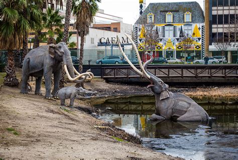 La brea tar pits photos - La Brea Tar Pits 7 images Created 3 Oct 2019. The La Brea Tar Pits (or Rancho La Brea Tar Pits) are surface deposits of tar located in the Hancock Park area. Asphalt or tar (brea in Spanish) has seeped up from the ground in this area for tens of thousands of years. Often covered with water, the pits lured animals to drink.